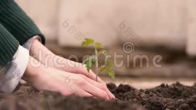 农民的双手在绿色和黄色背景的肥沃土壤上种植和培育树木，培育婴儿